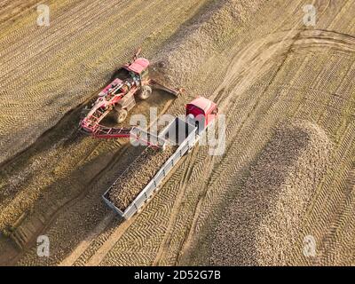 Drohnenansicht eines Traktors, der Zuckerrüben in einen LKW in der Mitte eines Feldes lädt. Landwirtschaftliche Arbeit. Zuckerrübenernte Stockfoto