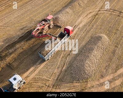 Drohnenansicht eines Traktors, der Zuckerrüben in einen LKW in der Mitte eines Feldes lädt. Landwirtschaftliche Arbeit. Zuckerrübenernte Stockfoto