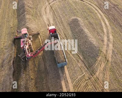 Drohnenansicht eines Traktors, der Zuckerrüben in einen LKW in der Mitte eines Feldes lädt. Landwirtschaftliche Arbeit. Zuckerrübenernte Stockfoto