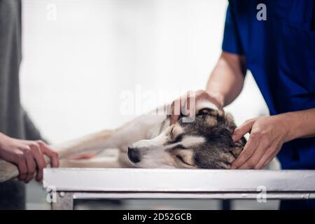 Ein Tierarzt gibt eine Überprüfung bis zu einem Husky Hund, isoliert auf weiß. Stockfoto