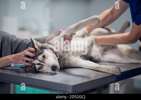 Tierarzt untersucht einen niedlichen sibirischen Husky in einem Tierkrankenhaus. Stockfoto