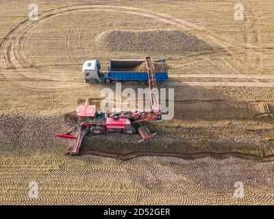 Drohnenansicht eines Traktors, der Zuckerrüben in einen LKW in der Mitte eines Feldes lädt. Landwirtschaftliche Arbeit. Zuckerrübenernte Stockfoto