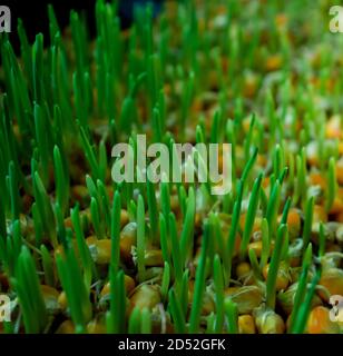 Grüne Pflanzen aus Mais oder Zea mays Samen wachsen in Ein kleiner Bereich Stockfoto