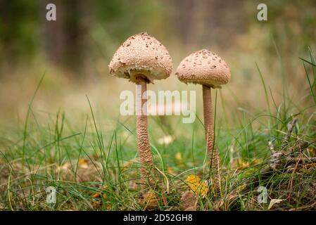 Parasolpilz, lateinischer Name 'Macrolepiota procera' in seiner natürlichen Umgebung, Herbst in einem Wald. Stockfoto