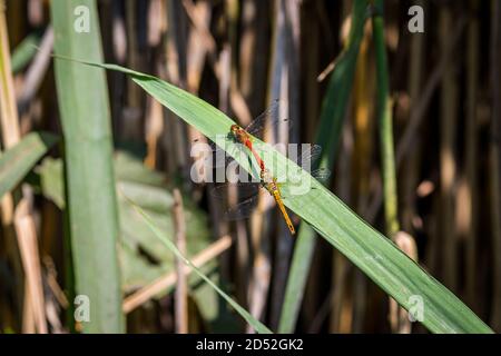 Im Schilf verpaart sich die Libelle Stockfoto