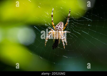 Europäische Gartenspinne (Araneus diadematus) beim Essen im Spinnennetz Stockfoto