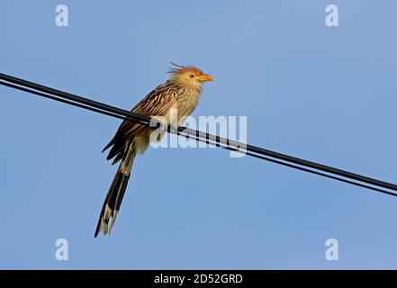 GUIRA Kuckuck (Guira guira) Erwachsener auf der Hochspannungsleitung Jujuy, Argentinien Januar Stockfoto