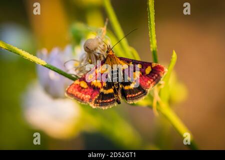 Gemeiner Purpurschmetterler (Pyrausta puralis) auf der Wiese Stockfoto