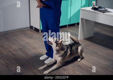 Ein verspielter Hund, der zu Füßen seines Tierarztes liegt, drinnen. Stockfoto