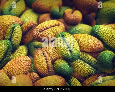 Pollenallergie, auch als Heuschnupfen oder allergische Rhinitis bekannt Stockfoto