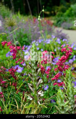 Acanthus spinosus,Penstemon Granat,syn,Penstemon Andenken an Friedrich Hahn, rote Blüten,Blume,Blüte,Geranium rozanne,blau rote Blüten,kombinatio Stockfoto