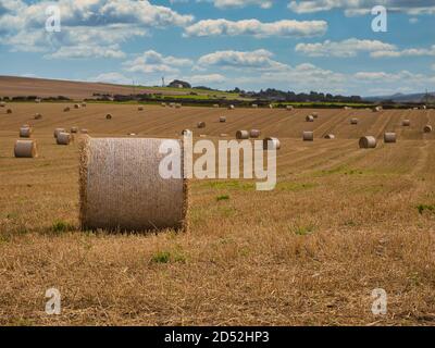 Hay bales in a harvested field at the end of summer in the UK Stockfoto