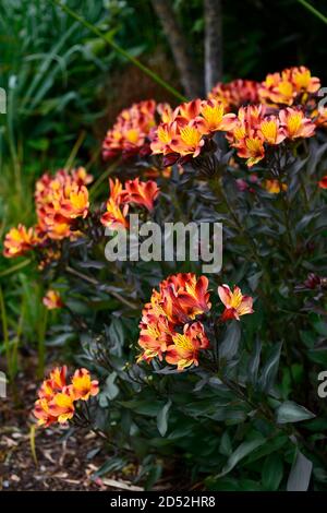 Alstroemeria Indian Summer, peruanische Lilie, Kupfer, Orange, Gelb, Blume, Blumen, Blüte, mehrjährige, Schnittblumen, Garten, RM floral Stockfoto