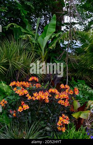 Alstroemeria Indian Summer, peruanische Lilie, Kupfer, Orange, Gelb, Blume, Blumen, Blüte, mehrjährige, tropischen Garten, Bananenpflanze, Ensete maurelii, Garten, R Stockfoto