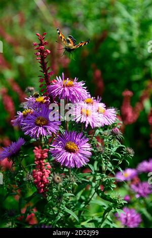 Aster novi-belgii, Fliederblume, Blume, Blüte, Herbst, herbstlich, persicaria amplexicaulis, rote Blumen, Dornen, Spitzen, Kombination, Mischung, gemischt, RM Floral Stockfoto