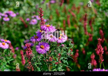 Aster novi-belgii, Fliederblume, Blume, Blüte, Herbst, herbstlich, persicaria amplexicaulis, rote Blumen, Dornen, Spitzen, Kombination, Mischung, gemischt, RM Floral Stockfoto