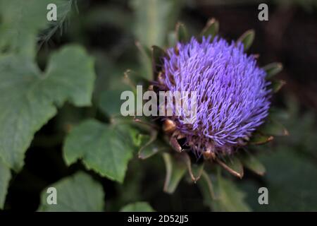 Nahaufnahme der violetten Artischockenblume Stockfoto