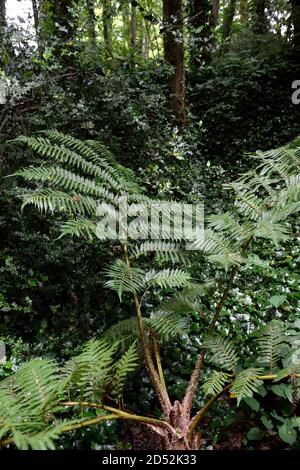 Cyathea cooperi, Cooper's cyathea, australischer Baumfarn, Spitzbaumfarn, schuppiger Baumfarn, Sphaeropteris cooperi, Alsophila cooperi, schattig, schattig, dunkel, fro Stockfoto