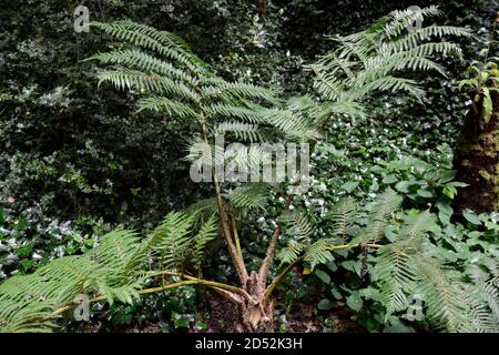 Cyathea cooperi, Cooper's cyathea, australischer Baumfarn, Spitzbaumfarn, schuppiger Baumfarn, Sphaeropteris cooperi, Alsophila cooperi, schattig, schattig, dunkel, fro Stockfoto