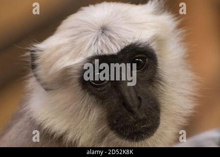 Nahaufnahme des Kopfes eines Hanuman Langur Stockfoto