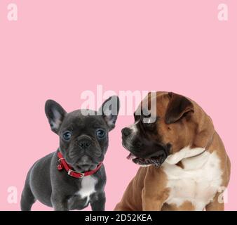 Team von französisch Bulldogge und Boxer trägt roten Kragen und Keuchend auf rosa Hintergrund Stockfoto