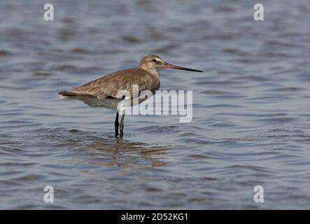 Hudsonian Godwit (Limosa haemastica) Erwachsener, der in flachem Wasser auf der Pampas Lagune in der Provinz Buenos Aires, Argentinien, steht Januar Stockfoto