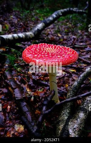 Großer offener roter Pilz mit weißen Punkten, rote Amanita, Fliegenpilz. Dunkle Szene auf einem nassen Waldboden mit altem Baumstamm und braunem Herbstorange-Laub Stockfoto