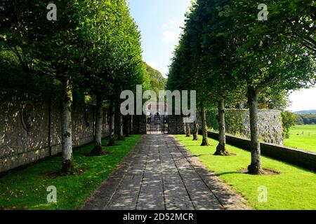 Lindenweg, geflissene Linden, Lindenbaum Spaziergang, Gärten, Heywood Gärten, Garten, formelles Design, Architekt, Sir Edwin Lutyens, Ballinakill, Laois, Irland, R Stockfoto