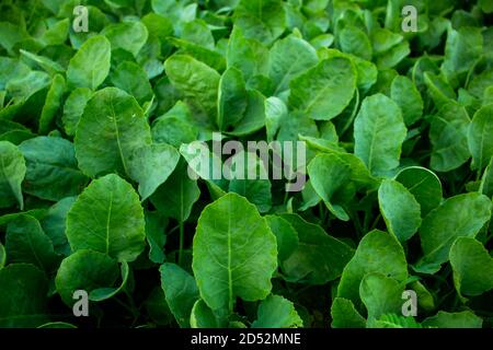 Spinat ist eine grün blühende Pflanze ist auch ein Schönes Gemüse mit riesigem Vitamin Stockfoto