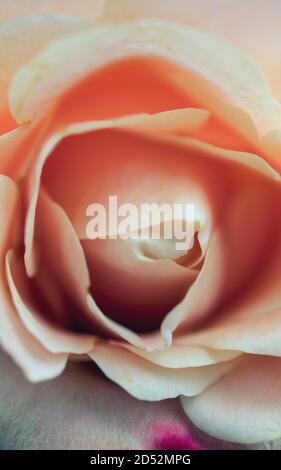 Nahaufnahme einer Rose Stockfoto