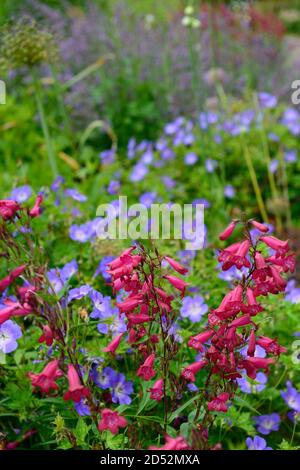 Penstemon Granat,syn,Penstemon Andenken an Friedrich Hahn, rote Blumen,Blume,Blüte,Geranium rozanne,blaurote Blüten,Kombination,Mischbepflanzung Stockfoto