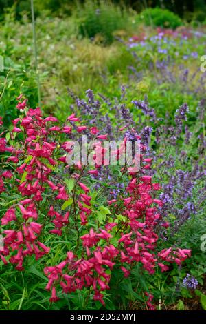 Penstemon Granat,syn,Penstemon Andenken an Friedrich Hahn, rote Blumen,Blume,Blüte,nepeta,blaurote Blüten,Kombination,Mischbepflanzung Stockfoto