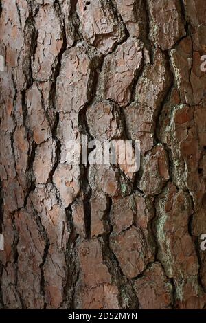 Nahaufnahme der gerissenen Rinde einer Löblolly Pine Baumstamm Stockfoto