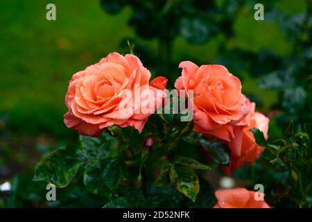 rosa newsflash, Rose newsflash, kendutch, Rose, Rosen, orange Rose, Blumen, Blüte, RM Floral Stockfoto