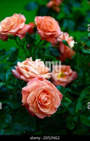 rosa newsflash, Rose newsflash, kendutch, Rose, Rosen, orange Rose, Blumen, Blüte, RM Floral Stockfoto