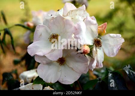 Rosa Sally Holmes, Rose Sally Holmes, Strauchrose, Rosen, weiße Rose, Blumen, Blüte, RM Floral Stockfoto