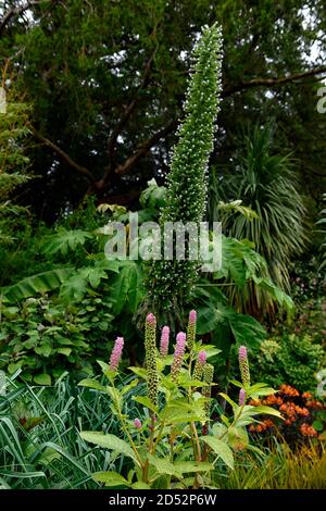 Phytolacca Americana, rosa Blütenspitze, American Pokeweed, Echium, Blumen, Blüte, Garten, RM Floral Stockfoto