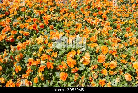 Orangenblüten von Nasturtiums in einem Garten Stockfoto