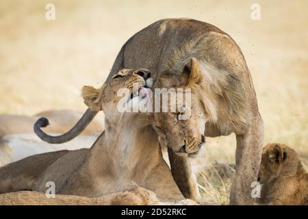 Löwen zeigen Zuneigung, indem sie sich gegenseitig in Masai Mara lecken In Kenia Stockfoto