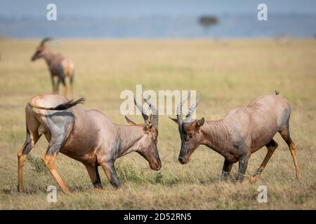 Zwei Topi-Antilopen kämpfen in Grasebenen von Masai Mara In Kenia Stockfoto