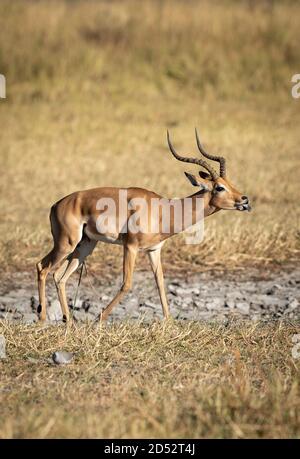 Ausgewachsenes Impala, das im trockenen Gras mit der Zunge nach außen läuft Moremi Okavango Delta in Botswana Stockfoto