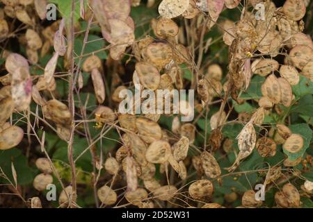 'Ehrlichkeit' (Lunaria annua) Samenkapseln, englischer Landgarten Stockfoto