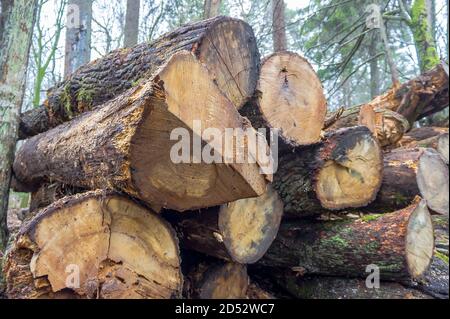 Protokolle in einer Reihe gestapelt, gefällte Bäume, gefällte Baumstämme Stockfoto