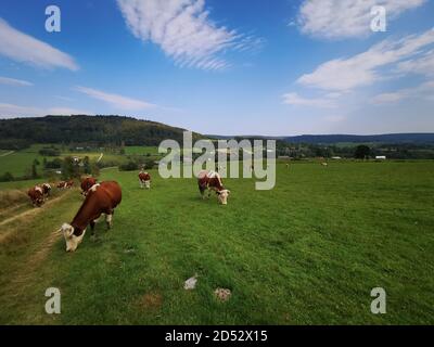 Hereford Kühe grasen auf einer grünen Wiese. Viehweiden in den Beskid Bergen. Stockfoto