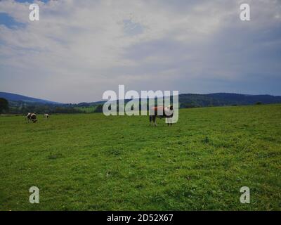 Hereford Kühe grasen auf einer grünen Wiese. Viehweiden in den Beskid Bergen. Stockfoto