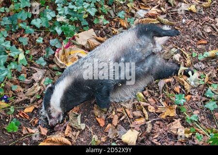 Ein toter Dachs auf einem Landweg - Ursache Tod unbekannt Stockfoto