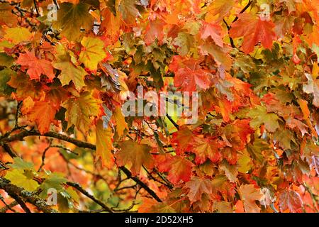 Nasse Ahornblätter auf dem Baum an einem regnerischen Herbsttag. Stockfoto