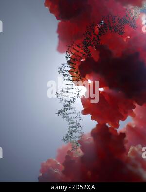 DNA- und Proteininteraktion auf molekularer Ebene. DNA-bindende Proteine steuern Transkription, Genexpression etc. Basierend auf wissenschaftlichen Daten aus dem PDB Stockfoto