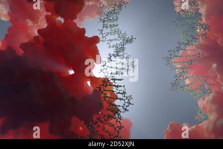 DNA- und Proteininteraktion auf molekularer Ebene. DNA-bindende Proteine steuern Transkription, Genexpression etc. Basierend auf wissenschaftlichen Daten aus dem PDB Stockfoto