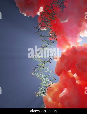 DNA- und Proteininteraktion auf molekularer Ebene. DNA-bindende Proteine steuern Transkription, Genexpression etc. Basierend auf wissenschaftlichen Daten aus dem PDB Stockfoto